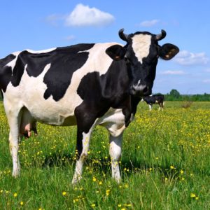 cow